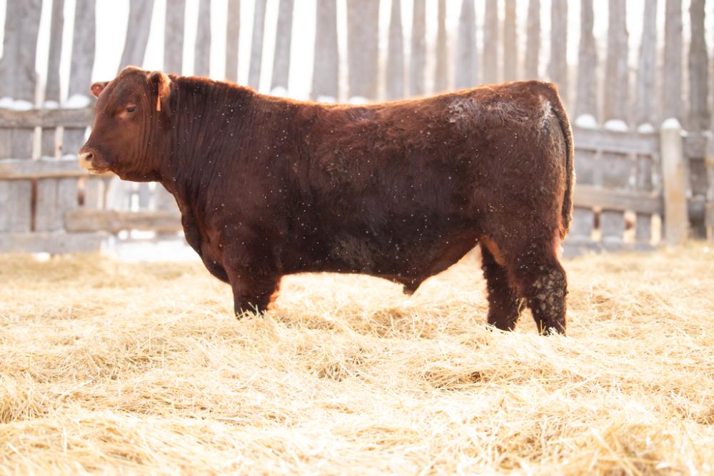 bull