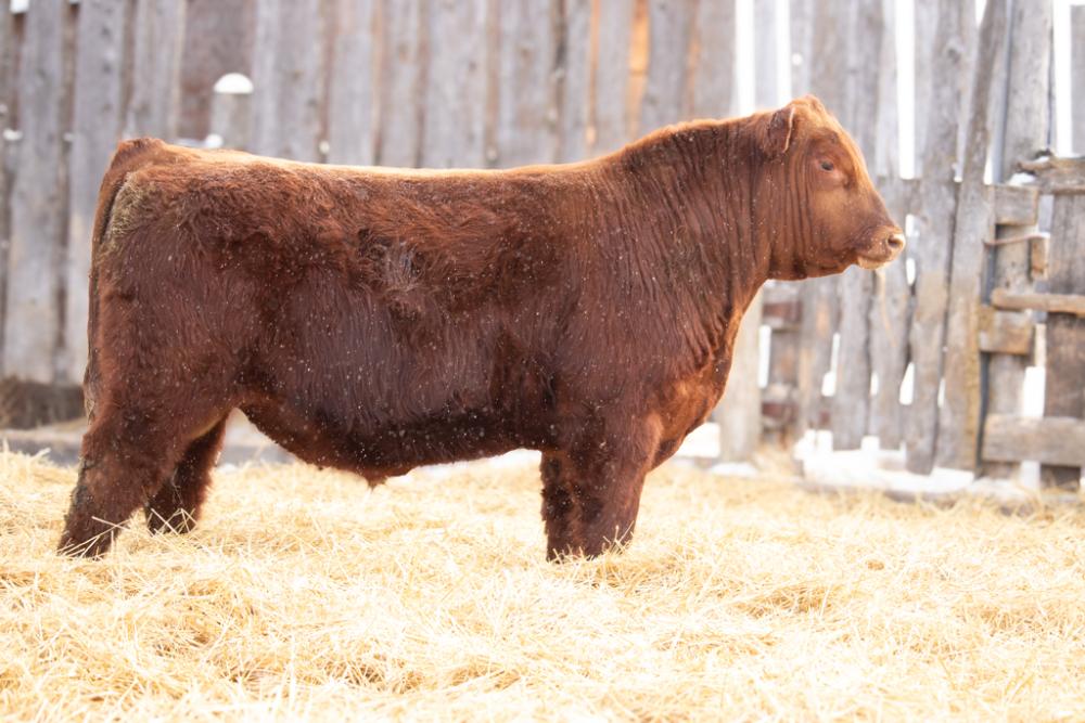 bull