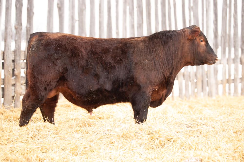 bull