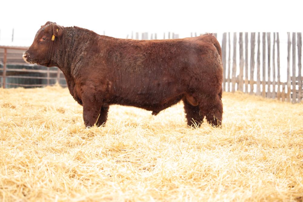 bull