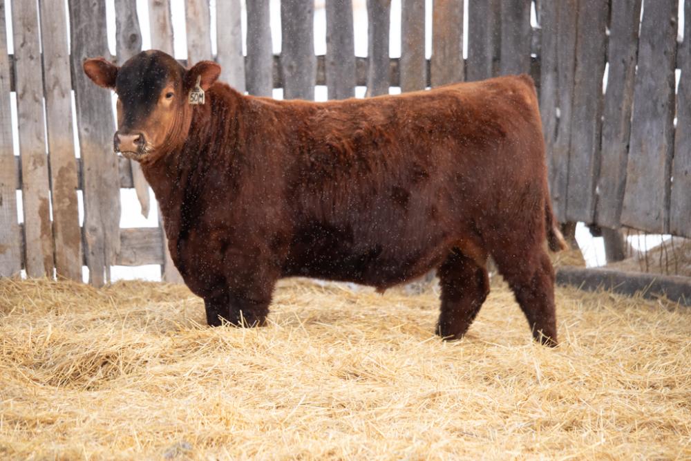 bull